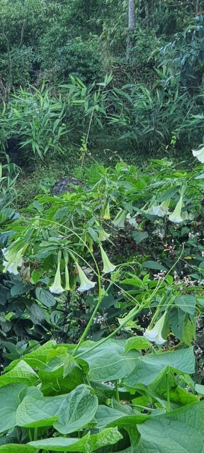 New Bloom Homestay Kurseong Εξωτερικό φωτογραφία